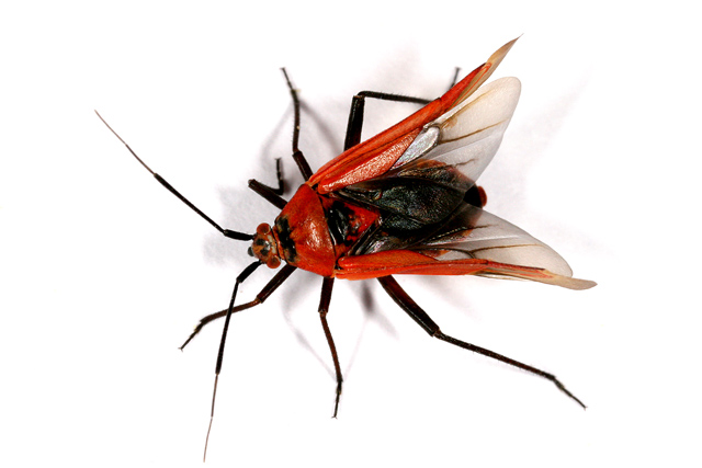 Calocoris nemoralis - Copyright Denis Bourgeois